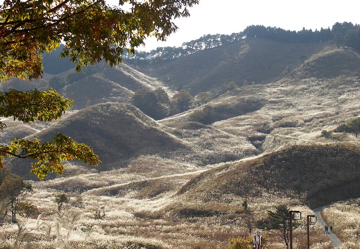 �Ƃ݂̂ˎ��R�𗬊ٕt�߂̍��䂩��AZoomUp�I