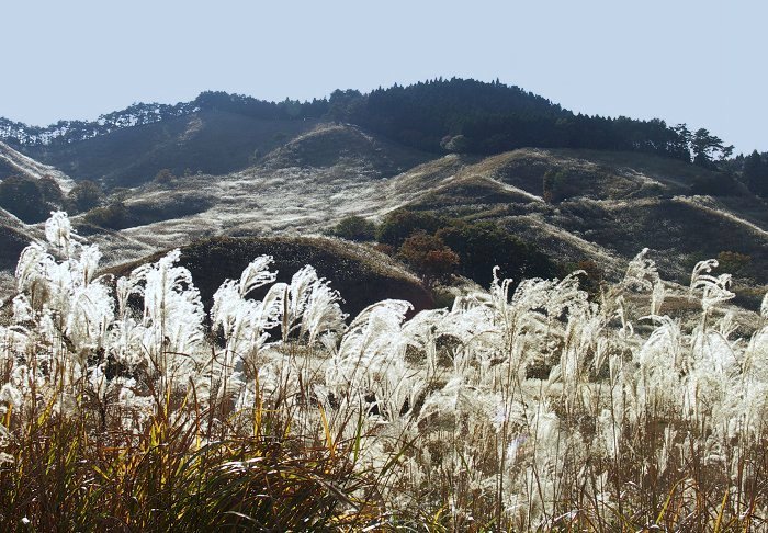 �O�y�[�W�̐l�e�̌�����ӂ肩��A�B�e���܂����B