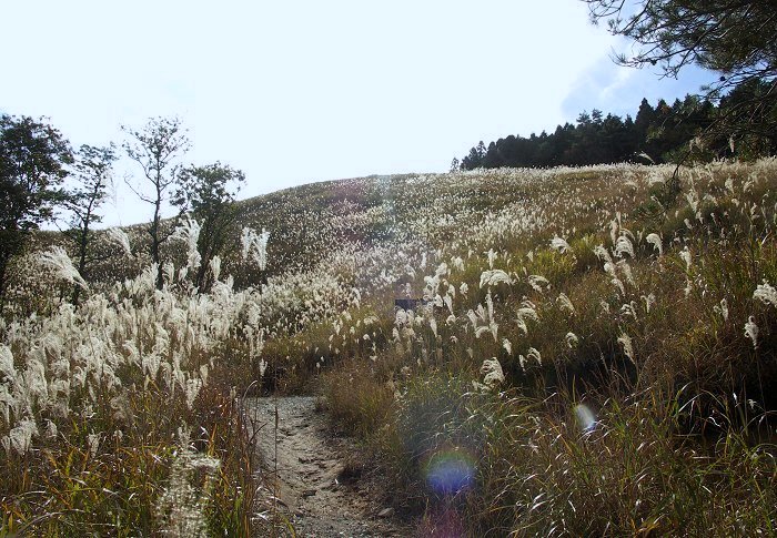 �͂�X�X�L�ɁA�t�����ǂ��������܂��B