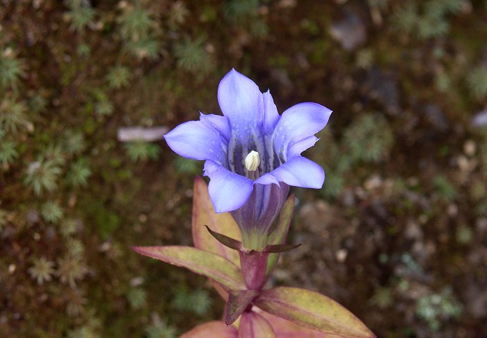 ��΂��茩�Ă��܂������A�����ɂ̓����h�E���炢�Ă��܂��B