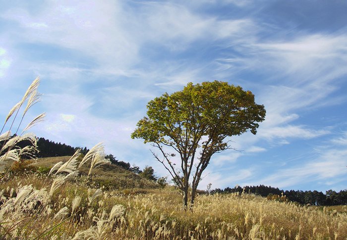 �����̏��X�ɑ傫�Ȗ؂��E�E�E�A�X�Ƃ��čg�t�͖����̂悤�ł����B