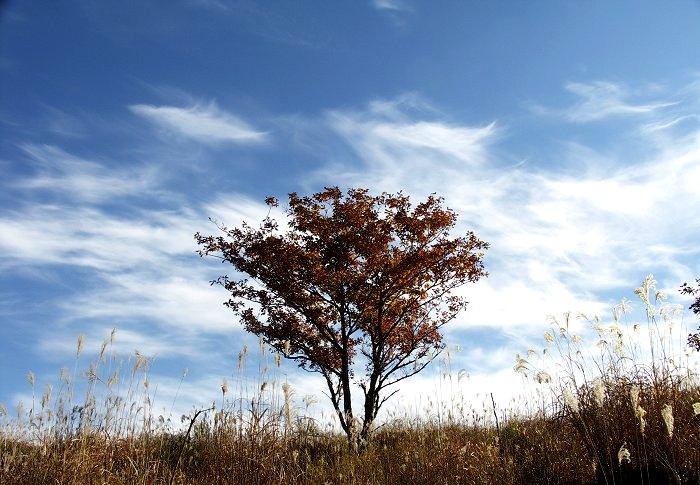 �����Ō��������̂́A�����g�t���n�܂��Ă���悤�ł��B