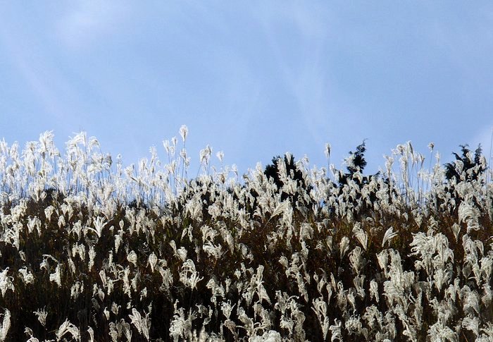 �t�����Ɛ킢�ł��I