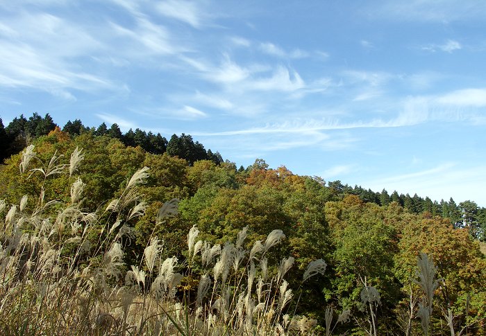 �W�]�䂩��㕔�̒��߂ŁA�g�t�͂��������̊����ł����B