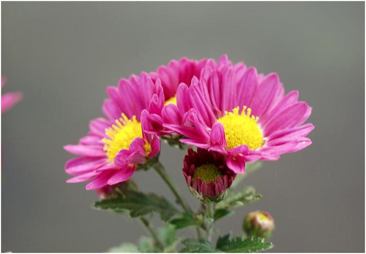 �}�j���A���y�������@�}�j���A���t�H�[�J�X���ŎB�e�@�\�����サ�܂���