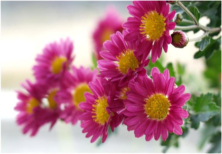 ���w�n�̌���ŁA�}�N���B�e���f�n�n�c(^_^)v