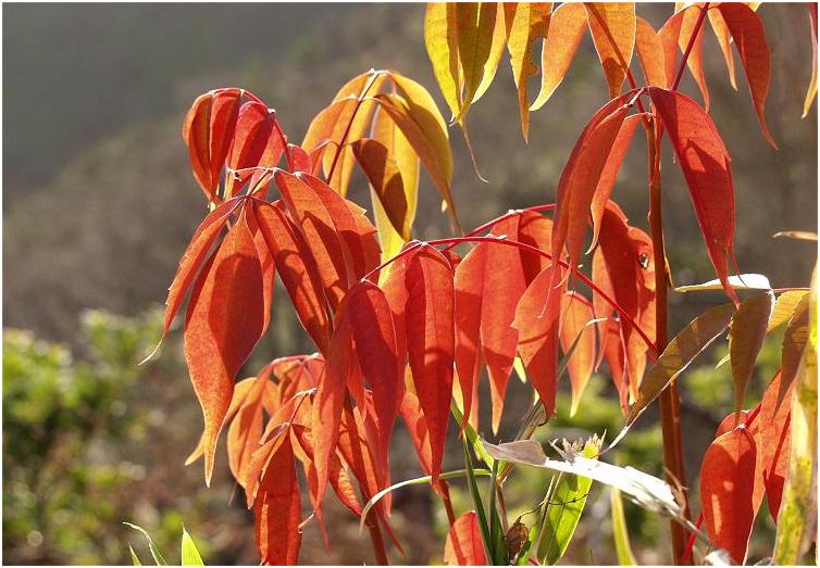 ���w�n�̌���ŁA�C���[�W�ʂ�̎B�e���o����̂��ǂ��ł��ˁI