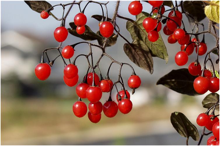 ���O�͕�����܂��񂪁A���N�Y��Ȏ���t���܂��B���̌�̒��ׂŁu�q���h���W���E�S�v�ł��B