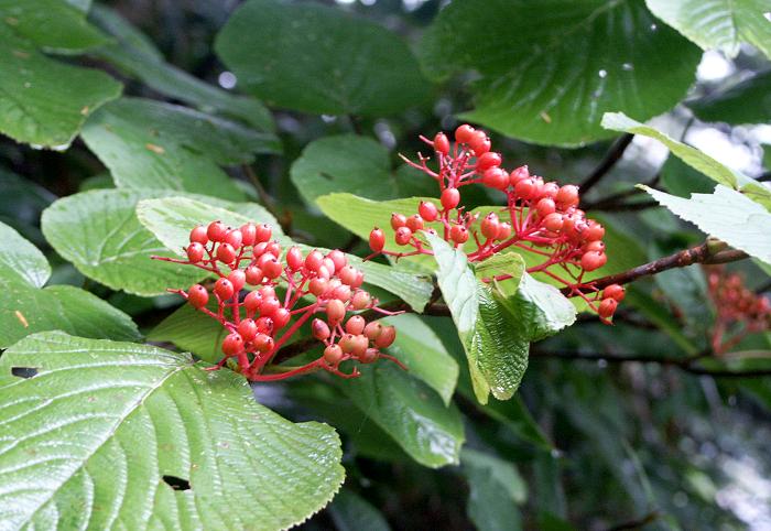 �F�����΂�o�R���ɁA���ܐԂ�����t�����u�I�I�J���m�L�i�X�C�J�Y���ȁj�v���Y�킩�����ł��ˁI