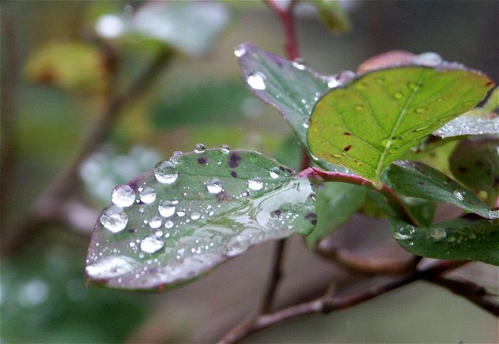 �x���`�ŏ��x�~��́A���포����ڎw���܂������J���|�c���I(-_-;)�@�ł��A�o�R���T�C�h�̖؁X�̗t���ς̘I���Y��I