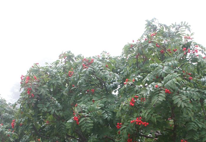 ���포���O�̃^�J�l�i�i�J�}�h�i�o���ȁj�ł��B