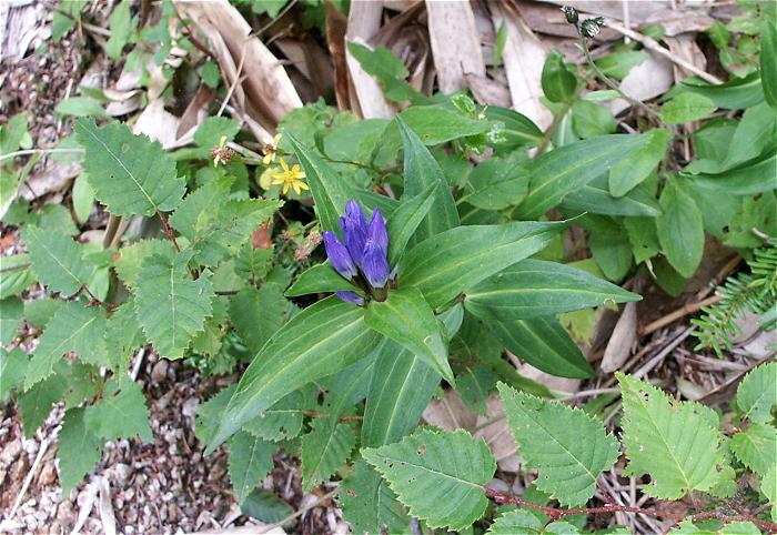 ���포�����߂����ӂ肩��A�o�R�����ɂ₩�ɂȂ葫���ɉԁX�̎p����������悤�ɂȂ�܂����B�����h�E�i�����h�E�ȁj�J�Ԃ��Ă��Ȃ��̂��`���b�g�c�O�I