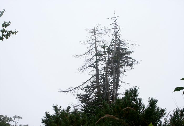 ���x���X�ь��E�߂��ɂȂ�A��؂̎p���`���z���ɂȂ�܂����B