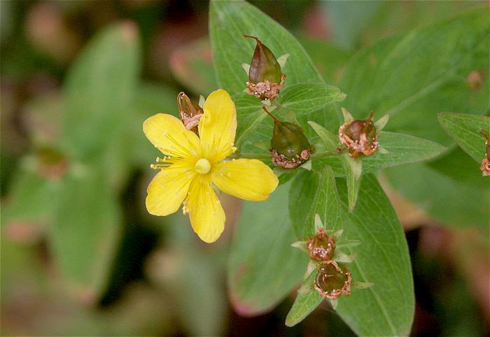 �k�A�̎R�X�͎p�������Ă���܂���ł������A�o�R���T�C�h�̍��R�A���B�������Ă���܂����I�V�i�m�I�g�M���i�I�g�M���\�E�ȁj