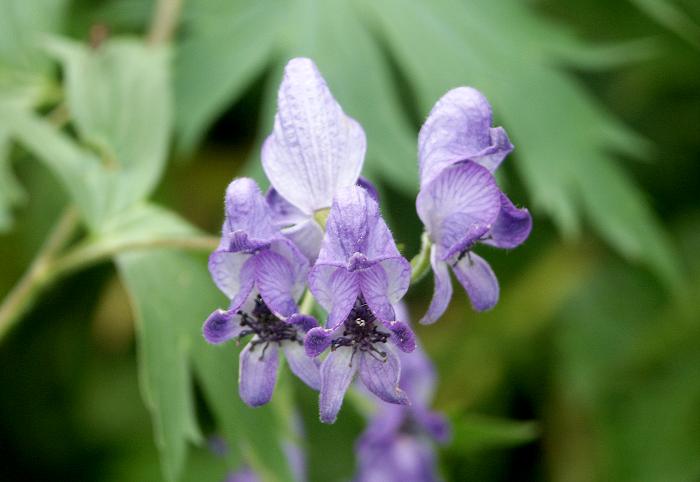 �R�����ԋ߁A�񂩂痣��ĉԁX�Ƀg���C���Ă݂܂����B�g���J�u�g�i�L���|�E�Q�ȁj