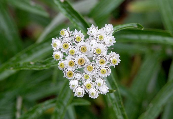 ���}�n�n�R�i�L�N�ȁj