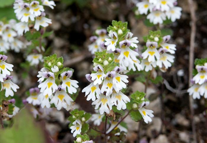 �ԕق̐F�͈Ⴂ�܂����A�C���`�h���̉Ԏp�ɂ悭���������́u�~���}�R�S���O�T�i�S�}�m�n�O�T�ȁj�v