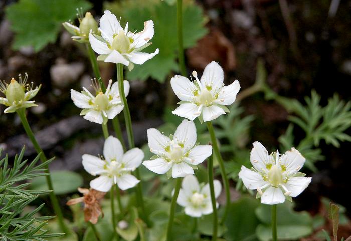 �R�쑐�W�ł����ڂɂ�����u�E���o�`�\�E�i���L�m�V�^�ȁj�v