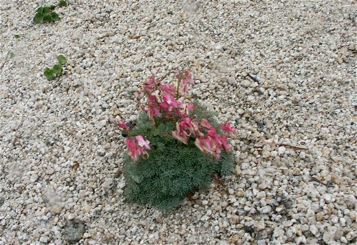 ���̕ӂ�̍��I�̎ΖʂɁu�R�}�N�T�i�P�V�ȁj�v�̉Ԏp���������܂��B