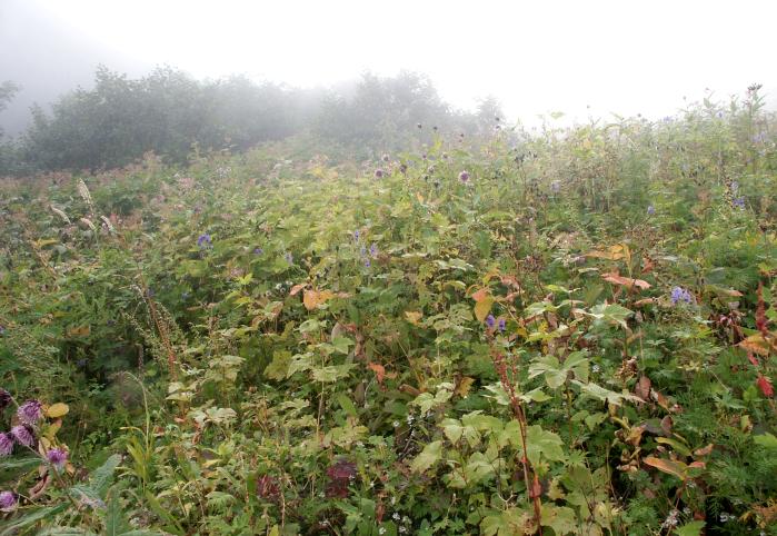 �R���ɋߕt���ɂ�A�o�R���̗��T�C�h�͂��Ԕ��̘A���ł��I���R�ł͂W���̉��{�͑������H�̋C�z���������܂��ˁI