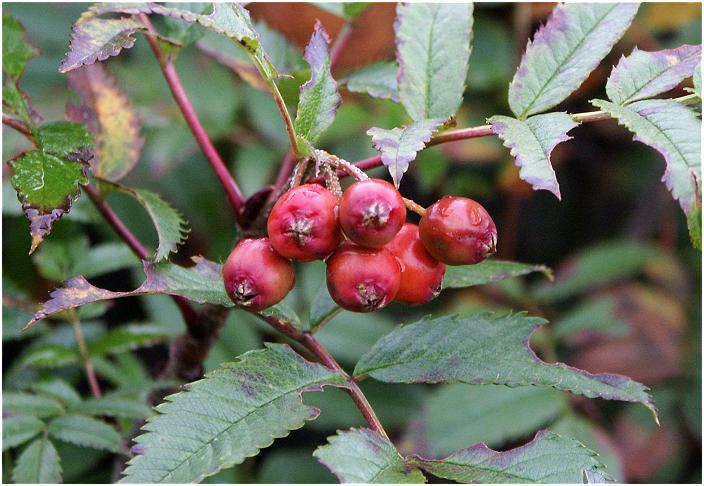 ��Ƃ̂��Ԃ͎����x���ł������A���̏������班����������Ɂu�i�i�J�}�h�v���E�E�E�Ԃ�������ۓI�ł����B