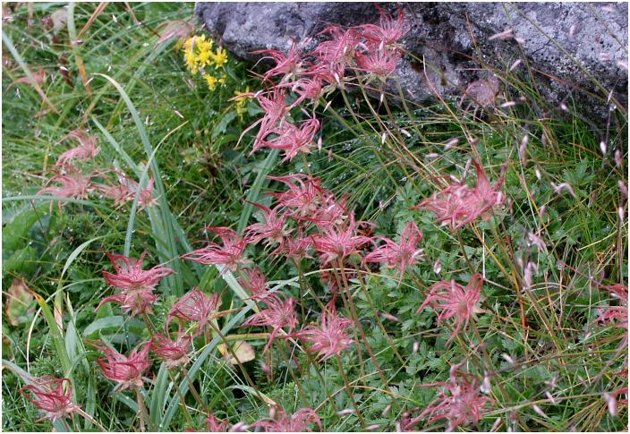 ���̕t�߂̓o�R���̗��T�C�h�Ɂu�`���O���}�v�̉Ԍオ�E�E�E