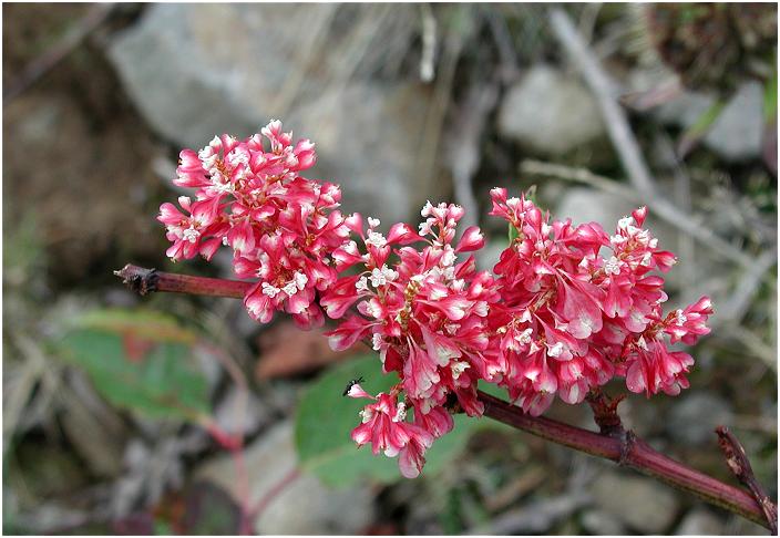 �}�ӂɌf�ڂ���Ă܂��񂪁A�t���ς͎���ߍx�ɂɂ������Ă���C�^�h���ɂ悭���Ă��܂����B�������́H