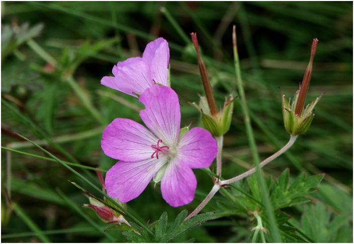 ���ꔒ�R�Ō��������u�n�N�T���t�E���v�������ɂ��E�E�E���ȉԂł��ˁI