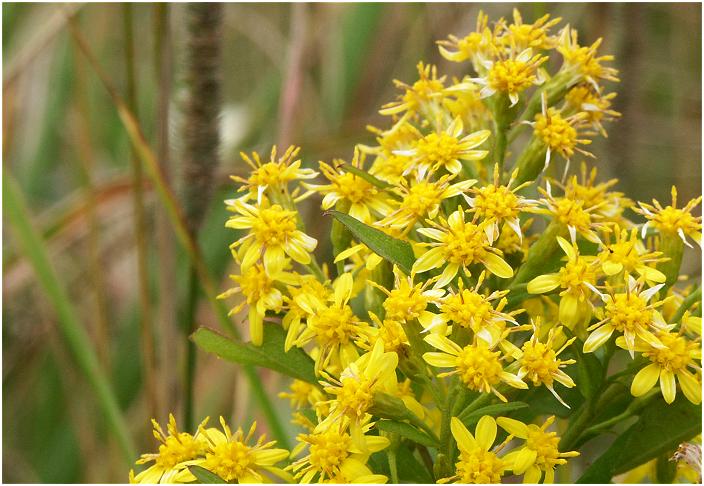 �H�ɍ炫�A�Ԃ̔��������u�L�����\�E�v�i�ׂ񂯂������ȁj�Ɍ����Ă��a���ƁA�}�ӂɁE�E�E�E