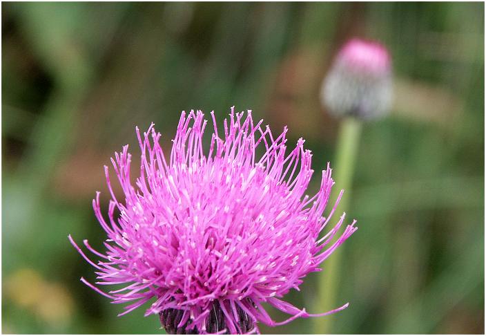 �u�̃A�U�~�v���A�`���R�`���Ō������܂����B