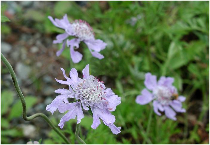 �U�����̍ŏ�����A�Ō�܂Ō������܂����B�}�ӂɂ��ƍ����̍Ō������ԂƂ��E�E�E�E�[���I