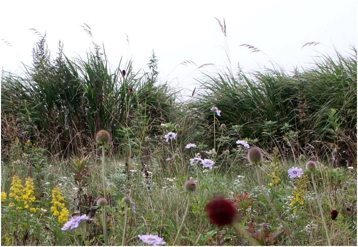 �U�������T�C�h�ɂ́A�A���������Ԕ����E�E�E�E�������R�E�A�}�c���V�\�E�A�A�L�m�L�����\�E�����E�E�E�E�E