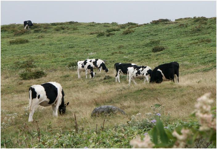 �����̖q��ɂ́A���������E�E�E