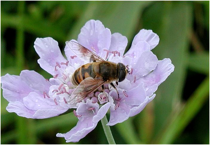 ���ɍ炭�ԁX���Y��ł����A���R�E�̂��Ԕ��̉ԁX���Y��ƌ�����茩�O���Ȃ��ƌ��������ł����ˁI�������L��������܂����B�Ԗ����ɊԈႢ������΂������̒��E�E�E�E