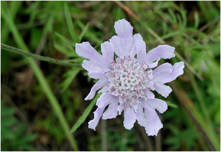 �����ň�ԑ����炢�Ă����u�}�c���V�\�E�v�A�������F�̉Ԃœ��Ɉ�ۂɎc��܂����B