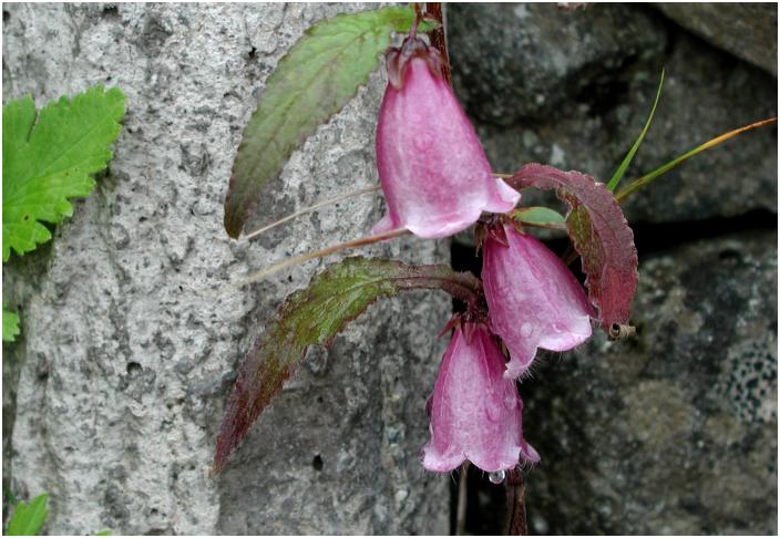 ��A�ɂЂ����ɍ炢�Ă����u���}�z�^���u�N���v�A�Ԃ̒��Ƀz�^�������ėV�񂾂Ƃ��납�疼�t����ꂽ�Ƃ��E�E�E�E