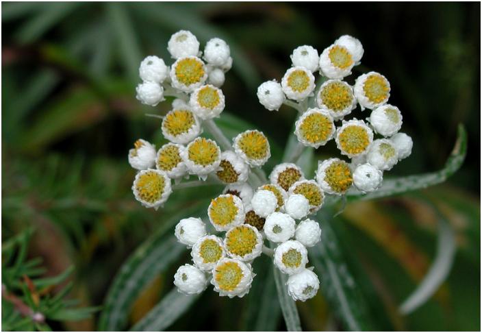 �A�`���R�`���Ō��������u���}�n�n�R�v�Ɛ}�ӂɁA��������̗ǂ��������������ɂ͂���Ƃ��E�E�E�E