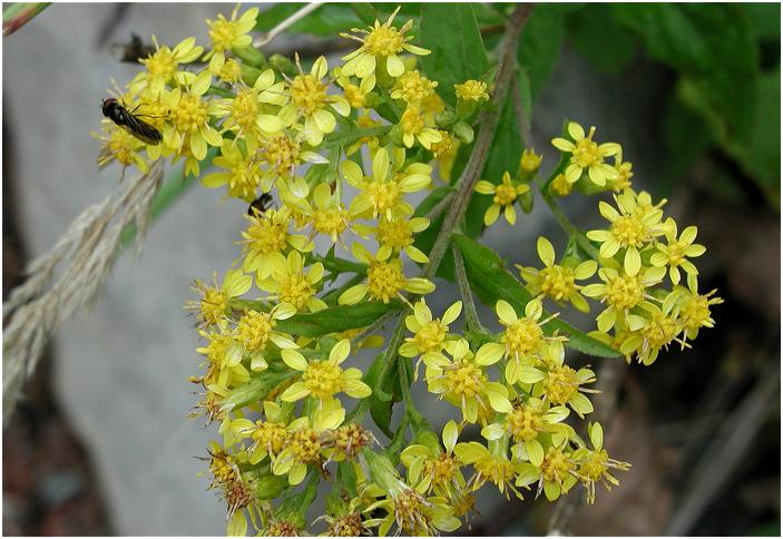 ����������ڂ��Ђ��u�A�L�m�L�����\�E�v�A�ߕt���Ɩ������߂Ē��������E�E�E�E