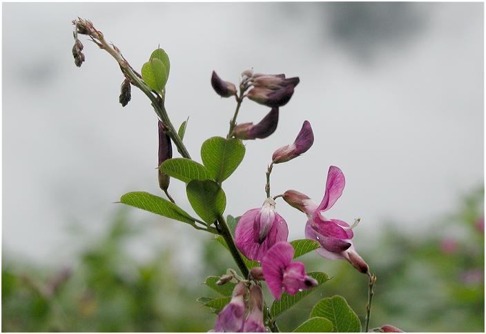 ���X�Ō��������u���}�n�M�v