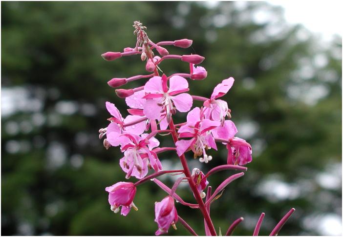 �������X�Ŕ������}�ӂɂ��Ɓu���i�M�����v�Ƃ��E�E�E�E