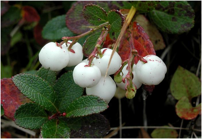 ���̌�̒��ׂŉԖ��ύX���܂����I���R�A���́u�V���^�}�m�L�v�̎��A�Ԋ��͂U�`�V���Ƃ��E�E�E�E�E