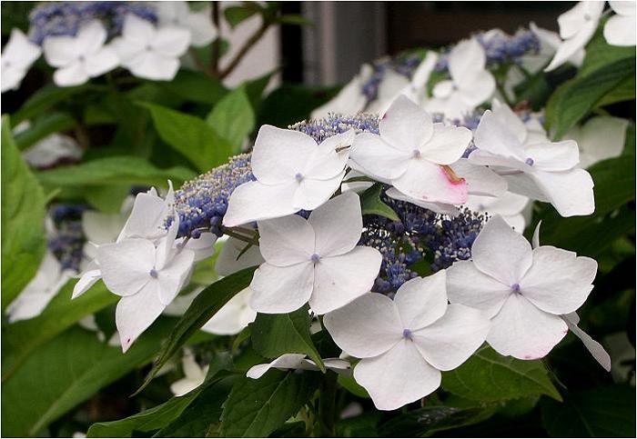 �ԕق��^�����ȃK�N�A�W�T�C���A��ۖڂ��䂫�܂����I