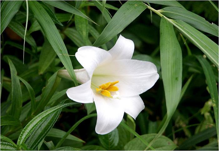 �d���H�́A���̍��ɂ͖����炢�Ă��Ȃ��u�����v���A���h���̊R�̎Ζʂɉ��ȉԎp�������Ă���܂����B