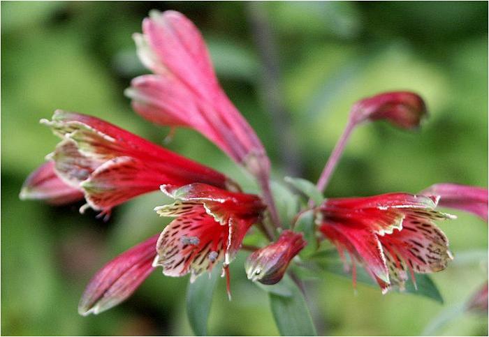 ���[��͔̉ȂɁA�A�X�g�������A�̌��킪��R�炢�Ă��܂����B