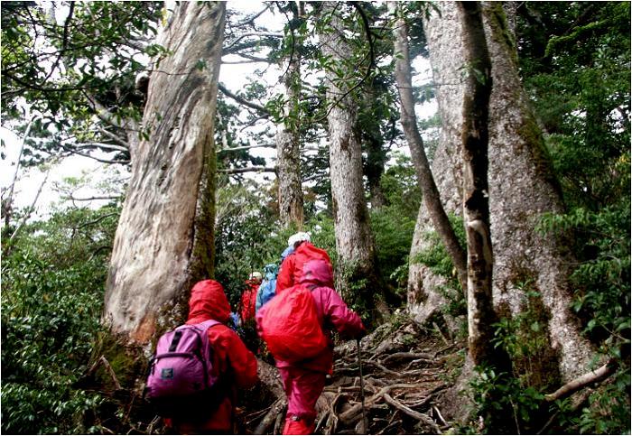 �J��p�œo�R�̊J�n�A�ڑO�ɑ傫�ȑ�؁A�����͑�؂̍��q�̘A���ł��B