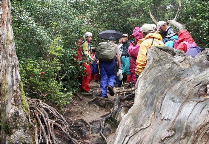 �o�R���ɂ͓|�ꂽ���؂ƁA��؂̍��q�̘A���Ŕd���A���v�X�̓o�R���Ƃ͌��Ⴂ�ł����B