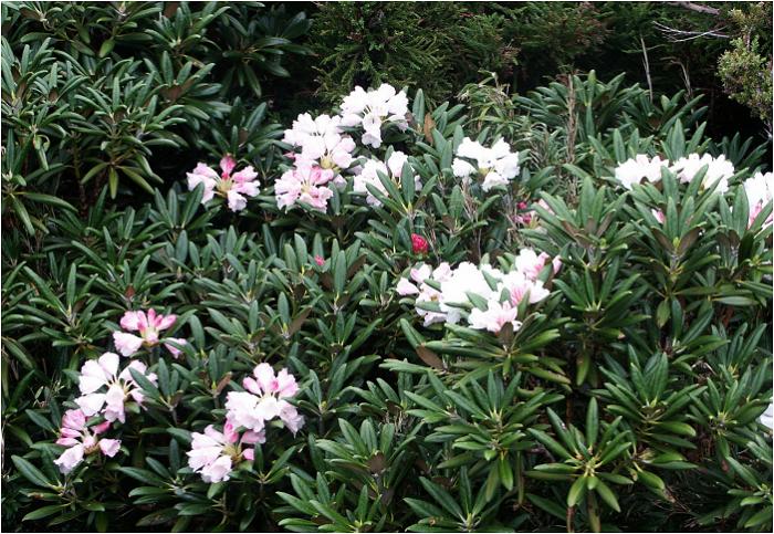 �u���N�V�}�V���N�i�Q�v