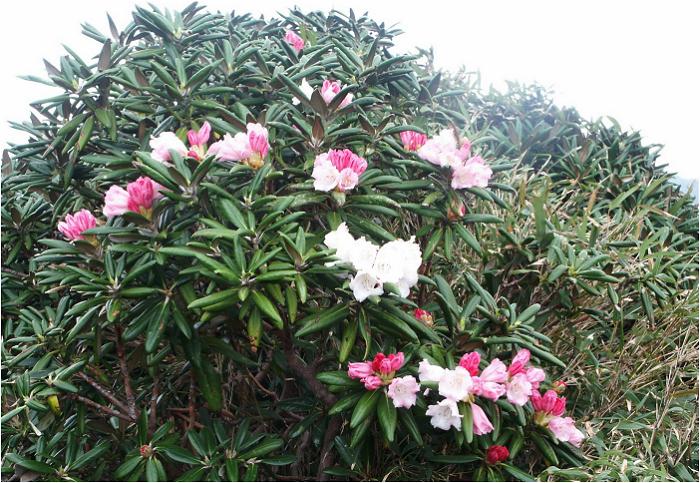 ���N�V�}�V���N�i�Q�̊J�Ԋ��ɓo�R�ł����̂������������ł��ˁI(^_^)v