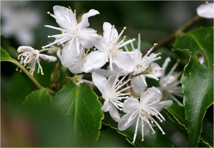 �������ȁu�n�C�m�L�̉ԁv�A�o�R���T�C�h�̉ԁX�o�R���ɂ͎B�e�`�����X���Ȃ������̂Ŋ撣���Č��܂����I