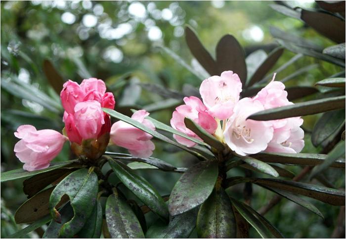 ���N�V�}�V���N�i�Q�̉ԕقɋߕt���āE�E�E�E�A�}�N���B�e�ŎB���Ă��郁���o�[�̊F����Ƒ����x��܂������R���͒����ɒǂ��t���̂������ł��ˁI